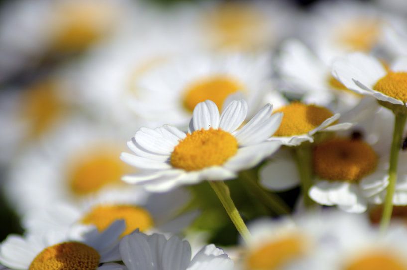 weiße Blumen von Joke te Grotenhuis