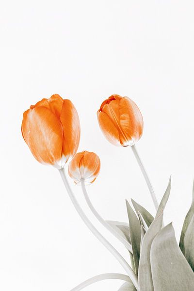 trois tulipes par Michael Schulz-Dostal