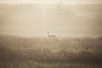 Ree in nebliger Landschaft