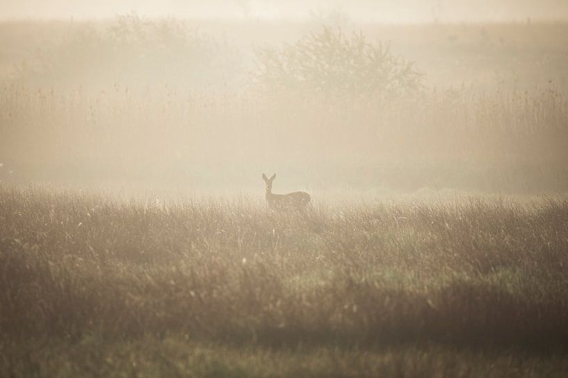 Ree in Foggy Landscape by Thomas Thiemann