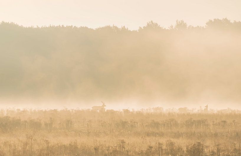 Rothirsch mit seinem Harem von Ans Bastiaanssen