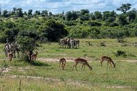 een prachtig overzicht van diverse beesten