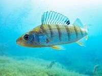 Perche en eau peu profonde 2