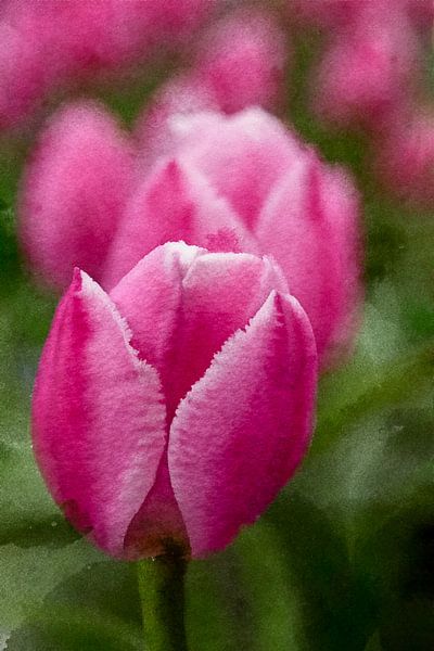 Tulpen von zippora wiese