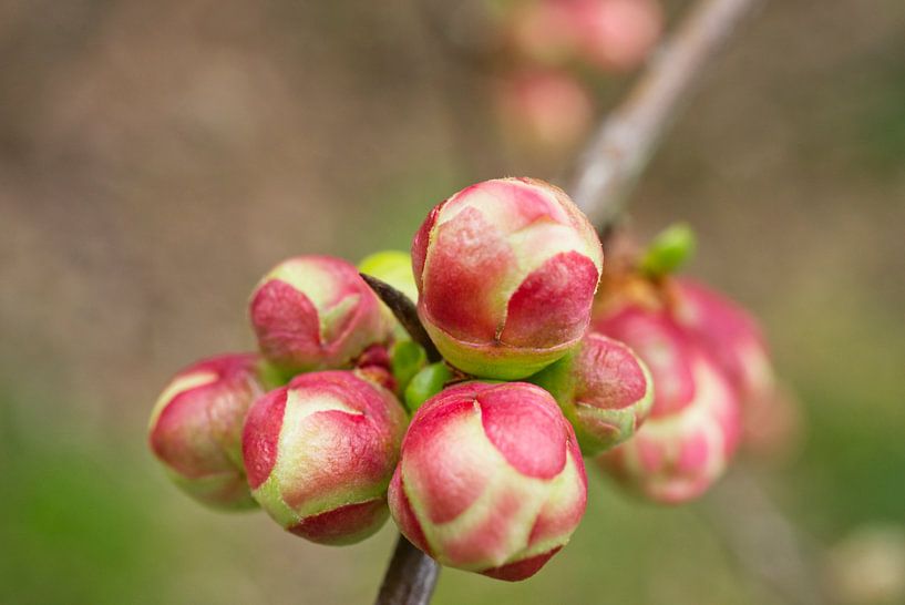 Rosa Quittenblütenknospen von Iris Holzer Richardson
