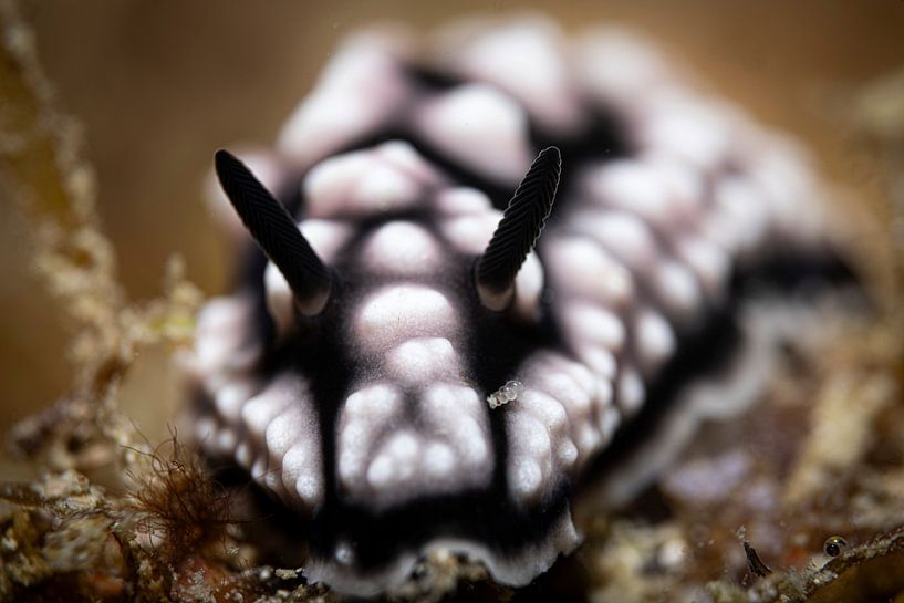 Limace de mer, Mabul Island, Malaisie par Travel Tips and Stories