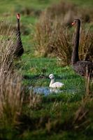 Schwarze Schwäne, weiße Küken