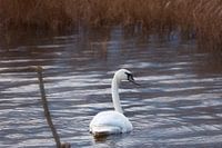 Schwan auf einem See mit Schilf