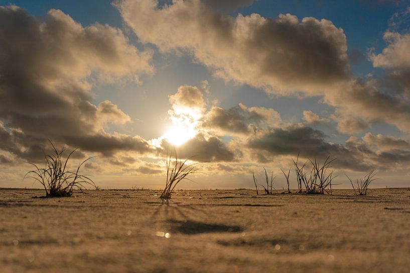 groeien op het strand van Lisa Jansen