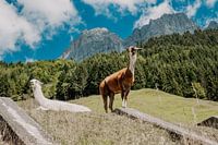 Lamas in der Schweiz