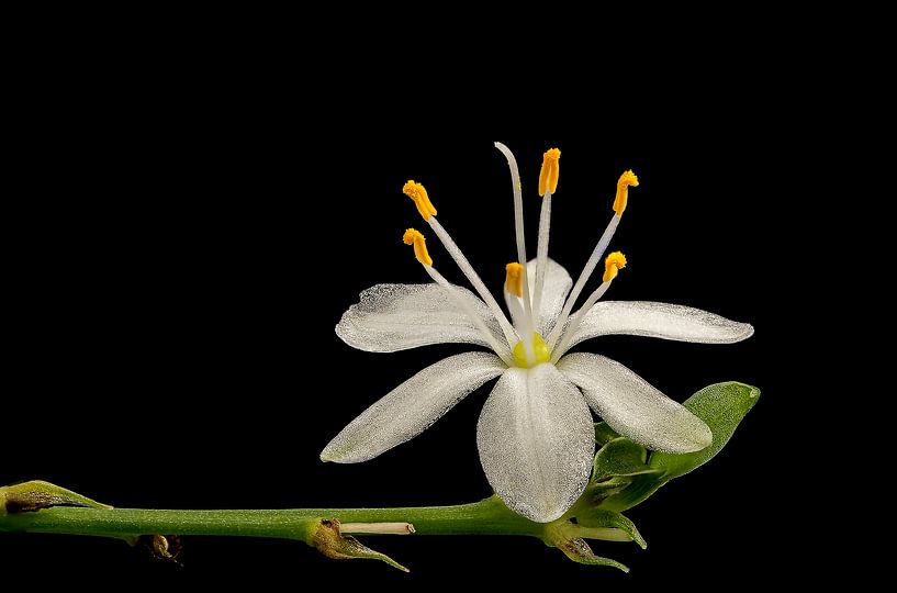 Graslilie  von Tanja van Beuningen
