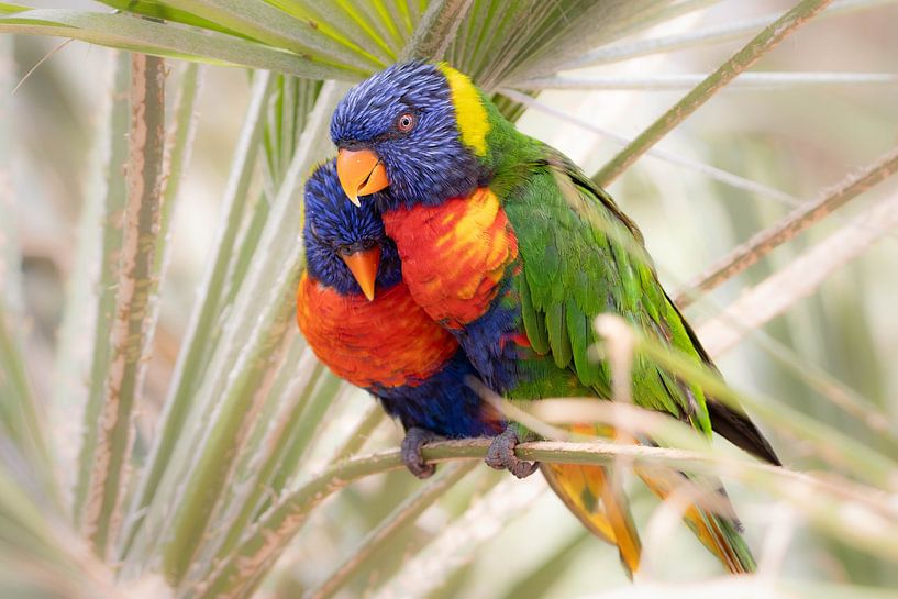 Lovebirds by De Wonderlijke wereld van Wout