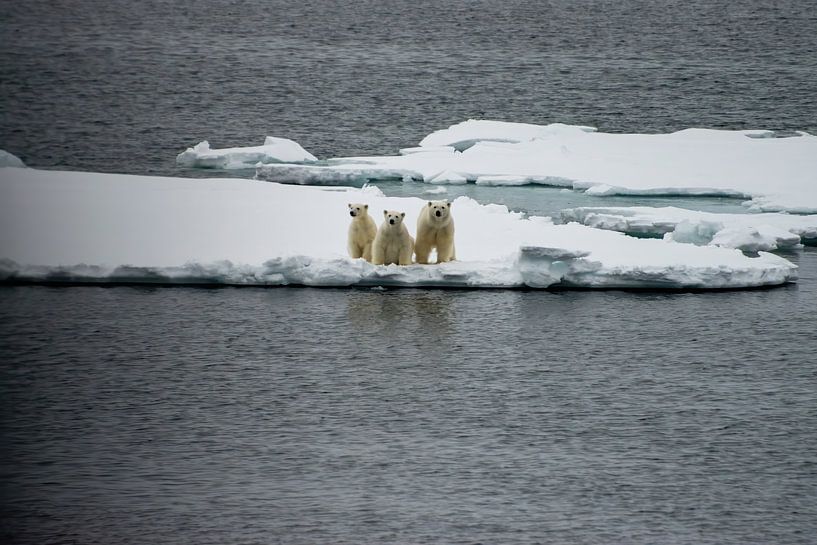 L'ours polaire par Merijn Loch