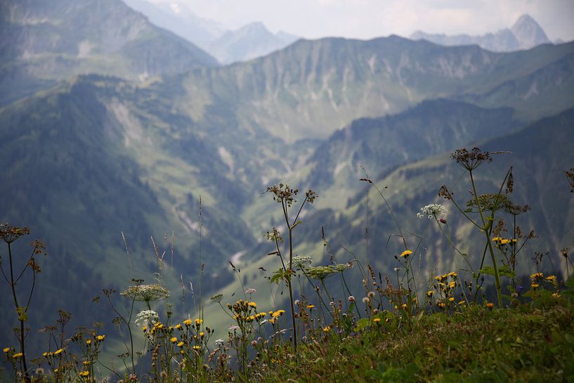 Alpenpanorama mit Wiese von Erich Werner