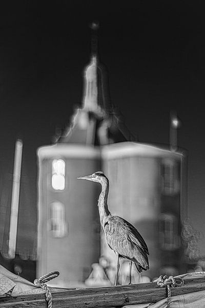 Héron se reposant sur un voilier dans le port d'Enkhuizen en noir et blanc par Harrie Muis
