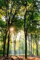 Stimmungsvoller Morgen mit Sonne im Buchenwald auf dem Utrechter Bergrücken