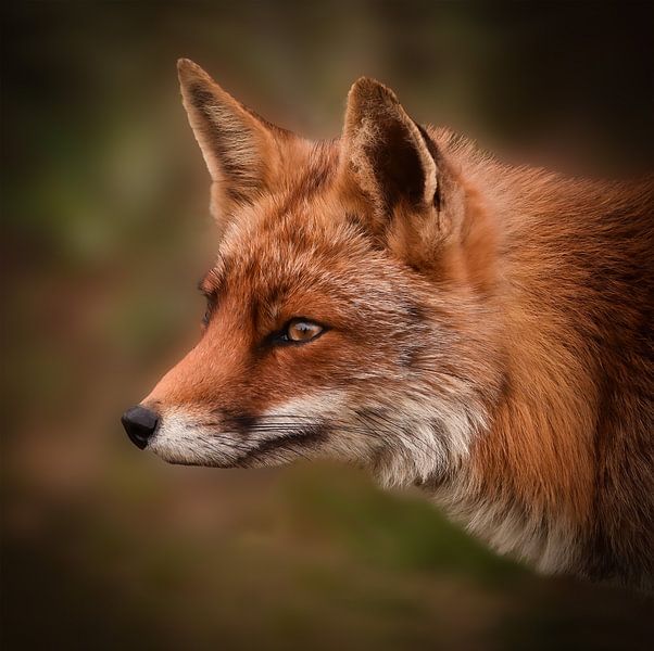 Portrait of a fox by By Marjolein Design