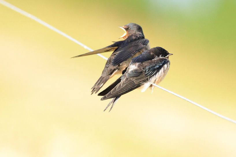 Schwalben von Rinnie Wijnstra (FotoAmeland )