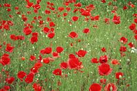 Field of poppies