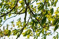 Jeunes feuilles de branches d'un vert vif et brillant contre la lumière du soleil au printemps.