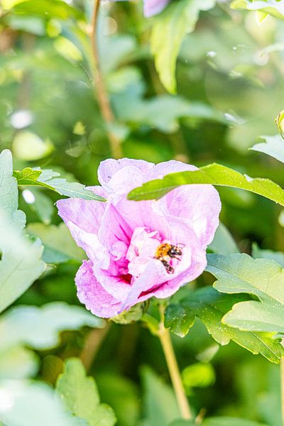 Pink flower with pollinating bee by David Krause