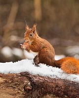 Squirrel in the snow