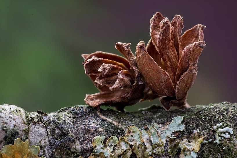 nature-art III by Klaartje Majoor