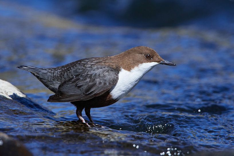Dipper (Cinclus cinclus) by Karin Jähne