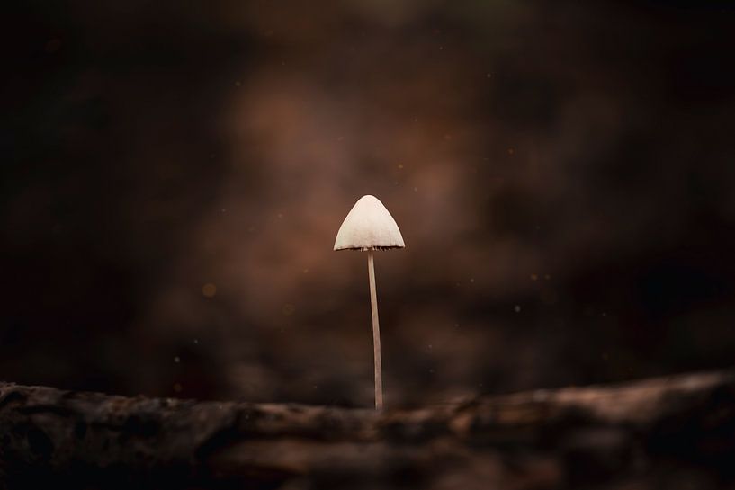 Die Kunst der Einfachheit in der Natur von Erwin Huizing