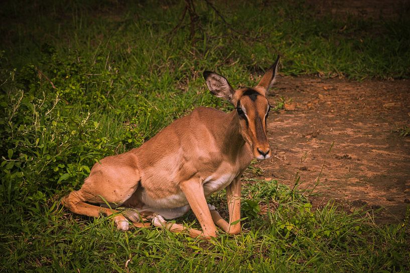 Impala, Südafrika von Rob Reedijk