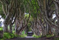 The Dark Hedges in Ballymoney, N. Ierland