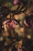 Nature in detail #12