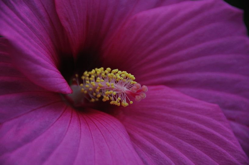 Bloem by Fred van den Brink