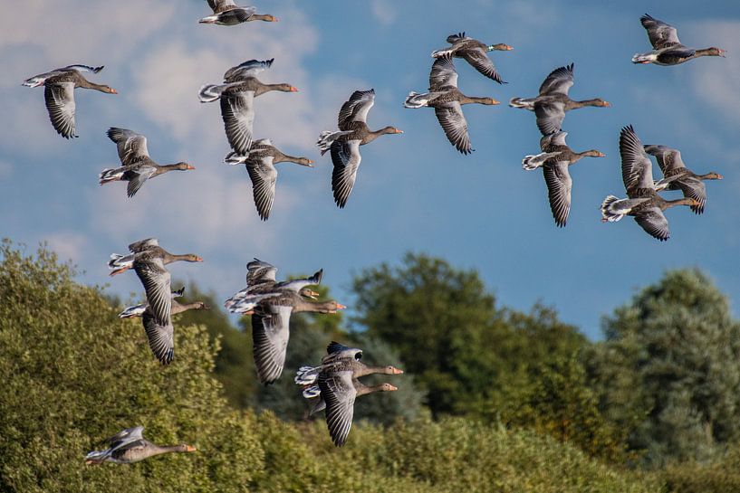 Fliegende Gänse über dem Wasser. von Brian Morgan
