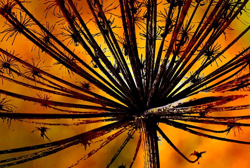 Bärenklau-Blüte im Gegenlicht von Jack Schoneveld