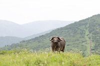 Buffel in landschap, Zuid-Afrika