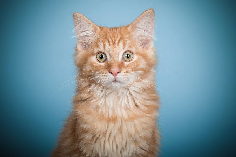 Maine Coon kitten by Lotte van Alderen