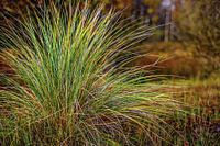 Herfstkleuren - Autumn colors 