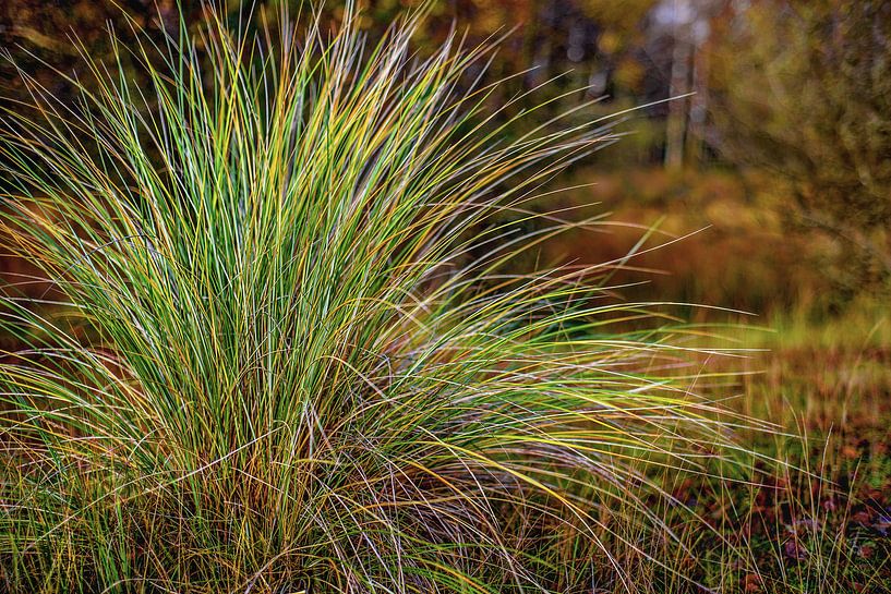 Herfstkleuren - Autumn colors  von Wim Goedhart