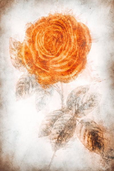 Rose von Dagmar Marina