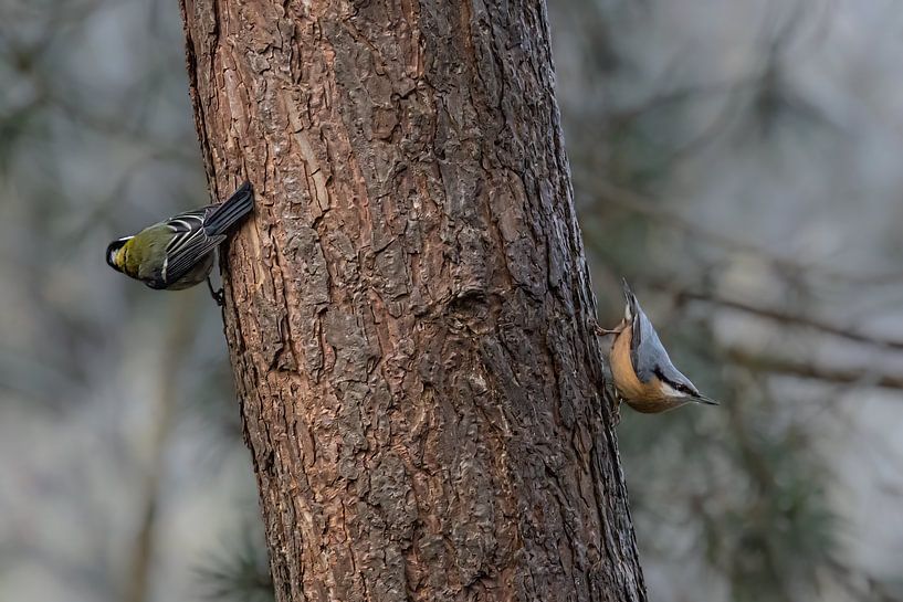 Kohlmeise und Kleiber und ein Baum von Huub de Bresser