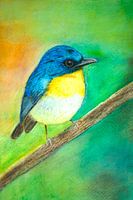 Blauer Fliegenschnäpper