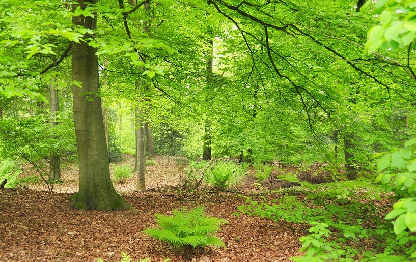 Beech trees in the forest by Corinne Welp