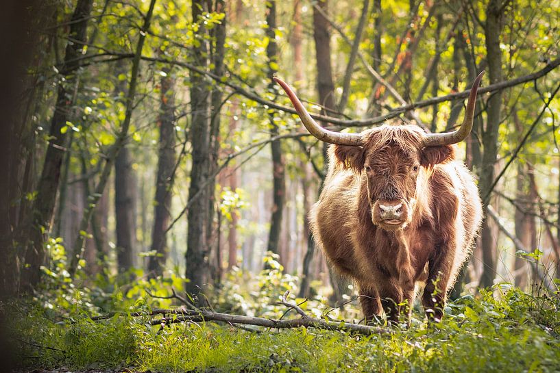 Schottischer Hochlandbewohner von Meike Huibers
