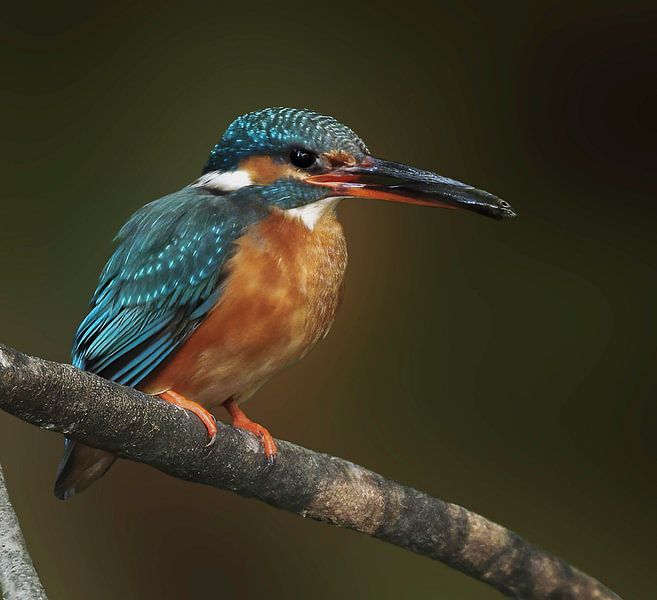Kingfisher with fish by By Marjolein Design