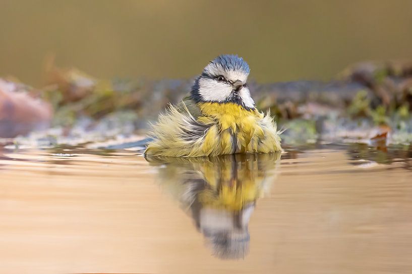 Entspannen Sie sich von Kris Hermans