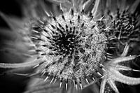 Black and white flower with dewdrops and spines