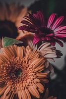 Still life Gerbera