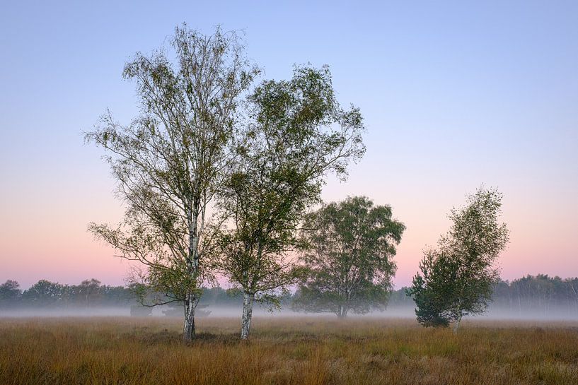 Morgenfarben über Tenhaagdoornheide von Johan Vanbockryck