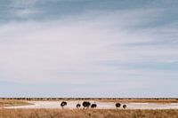 Strauße in Etosha, Namibia
